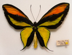 Ornithoptera paradesia aberration from the Arfak Mountains of Irian Jaya (Internet Image property of respective owner, non-commercial use only)